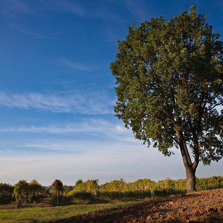 Le Stanze Di Bacco Villa Monteveglio Eksteriør billede